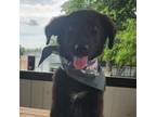 Adopt Samantha KL a Black Labrador Retriever, Shepherd