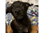 Adopt Ravenna TE a Black Labrador Retriever, Shepherd