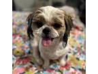 Adopt Suki a Shih Tzu