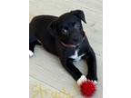Adopt Strudel a Dachshund