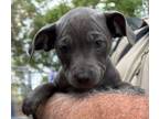 Adopt Jaclyn a Mixed Breed