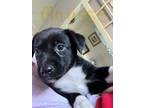 Adopt Mousse a Dachshund