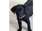 Adopt Sprinkles a Dachshund