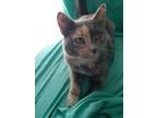 Adopt Trixie a Domestic Short Hair