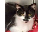Adopt Roxanne a Domestic Short Hair