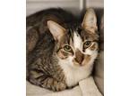 Adopt Zora a Domestic Short Hair