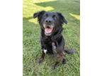 Adopt Macie a Mixed Breed