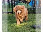Poodle (Miniature) PUPPY FOR SALE ADN-820536 - Miniature poodle puppies