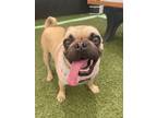 Adopt Junebug LaRue a Pug