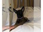 Malinois PUPPY FOR SALE ADN-820514 - Belgian Malinois puppjes