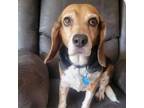 Adopt Lucy the Beagle a Beagle