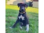 Adopt Rhea a Mixed Breed