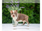 Boston Terrier PUPPY FOR SALE ADN-820667 - Beautiful Chocolate and White Boston