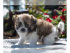 Shiranian PUPPY FOR SALE ADN-820653 - Sweet Shiranians Puppies
