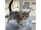 Adopt Sarah a Domestic Short Hair