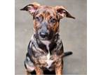 Adopt Annie a Shepherd, German Shepherd Dog