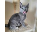 Adopt Lizzie T a Russian Blue, Domestic Short Hair