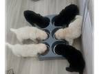 Poodle (Standard) PUPPY FOR SALE ADN-820391 - Serene Arenas poodles