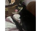 Adopt Lady a Mixed Breed