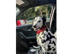 Adopt Patty a Dalmatian