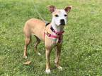 Adopt Carina a Pit Bull Terrier