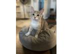 Adopt Cassandra a Domestic Short Hair