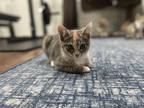 Adopt Selena a Domestic Short Hair