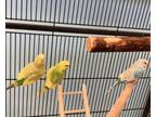 Adopt Greenie a Parakeet (Other)