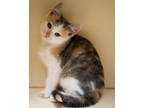 Adopt Nagini a Domestic Short Hair