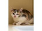 Adopt Nyla a Domestic Short Hair