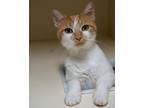 Adopt Natasha a Domestic Short Hair