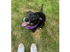 Adopt Nadia a Black Labrador Retriever, Mixed Breed