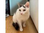 Adopt Wendy a Domestic Short Hair