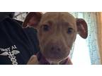 Adopt Freedom a Pit Bull Terrier