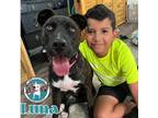 Adopt Luna Dutton Kid,Cat,Dog Friendly People Pleaser. a Pit Bull Terrier