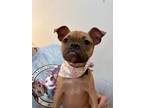 Adopt Nae Nae a Boxer, Pug