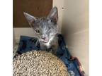 Adopt Anchovy Jo a Russian Blue