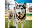 Adopt BELIZE-A2012511 a Siberian Husky