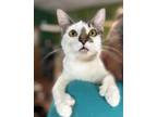 Adopt Lobelia a Domestic Short Hair, Extra-Toes Cat / Hemingway Polydactyl