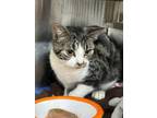 Adopt Eliza Doolittle a Domestic Short Hair