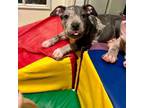 Adopt Kim a Mixed Breed