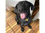 Adopt Kami a Mixed Breed