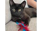 Adopt Topanga a Domestic Medium Hair