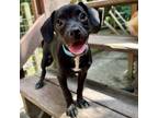Adopt Tobar a Mixed Breed