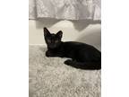 Adopt Sylva a Domestic Short Hair
