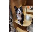 Adopt Jenny a Domestic Short Hair