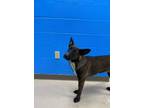Adopt Mercy (Pineywood) a German Shepherd Dog, Mixed Breed