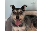 Adopt Lola a Terrier