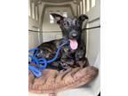 Adopt Echo - Located in Florida a Dutch Shepherd