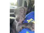 Adopt Bluey a Weimaraner, Mixed Breed